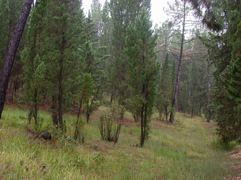 Lactarus  citriolens